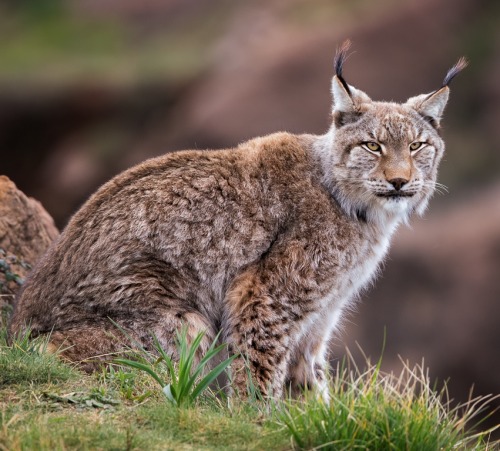 beautiful-wildlife:Eurasian Lynx by fegari