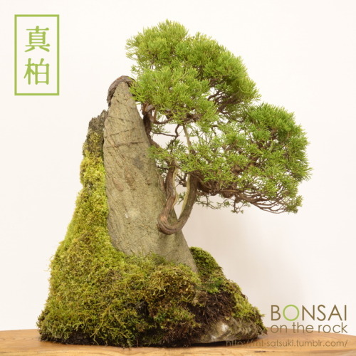 真柏（シンパク）の石付盆栽SHIMPAKU Juniper bonsai on a rock2015.12.6 撮影bonsai on the rock| Creema | BASE | Zazzle