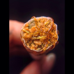 shesmokesjoints:  Well hello beautiful!