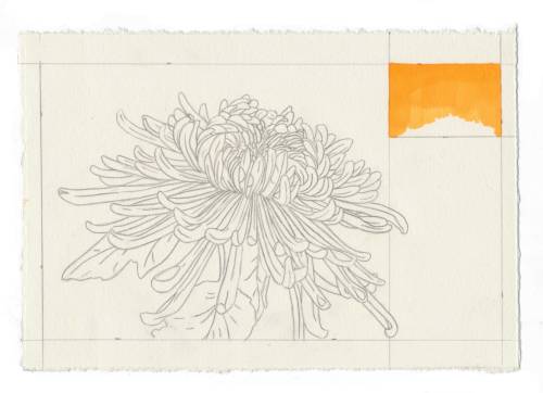 ellanmwebb2:Chrysanthemum, Ella Webb
