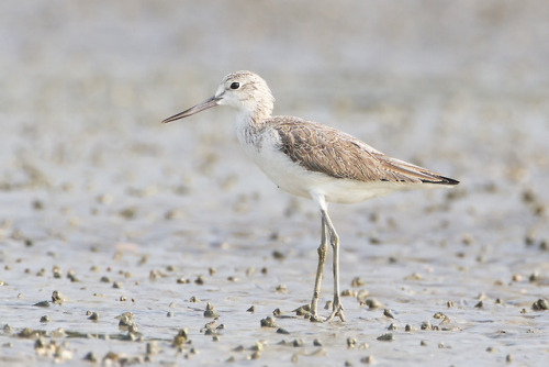 Greenshank - Tringa nebularia