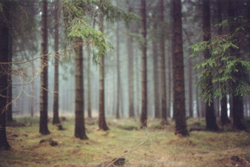 mystic-revelations:WoodlandBy a.n.k.i.