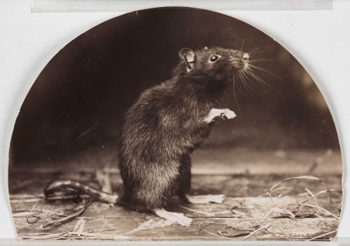 Sex hauntedbystorytelling:‘Mr and Mrs Rattus, pictures