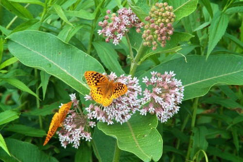 julesofnature: great spangled fritillary on common milkweed“The flower offered of itself and e