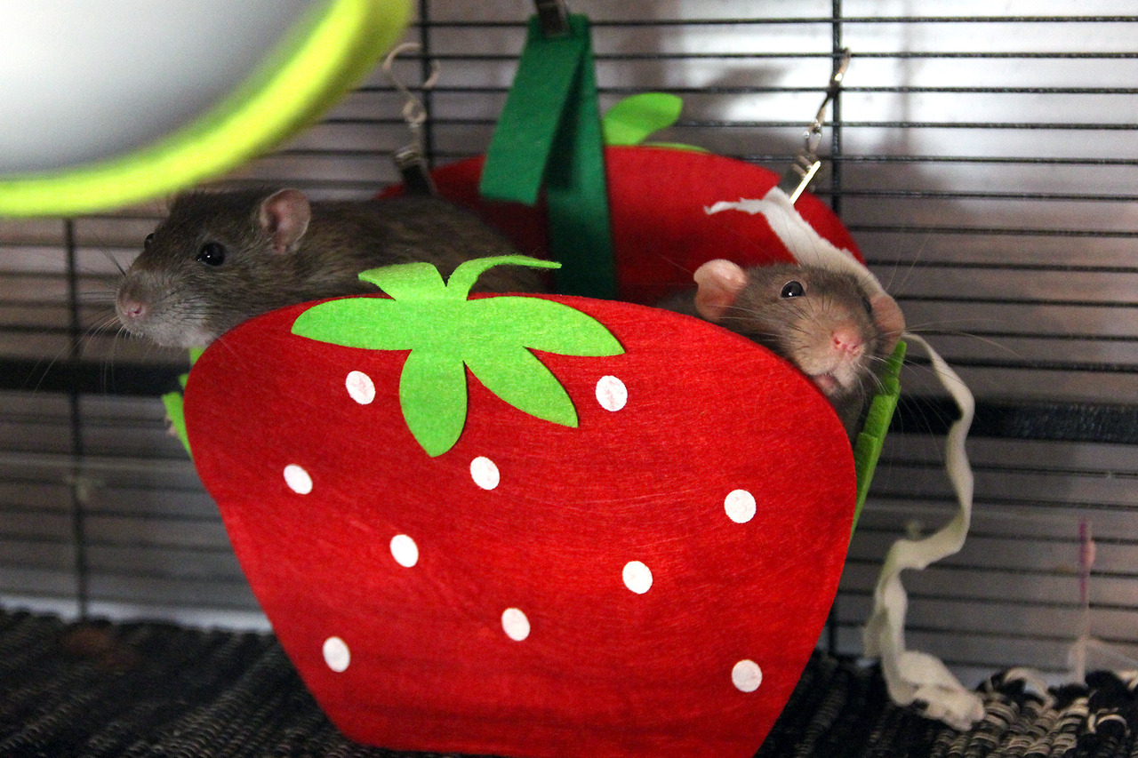 rattitude: Strawberry Ratties 💚🍓