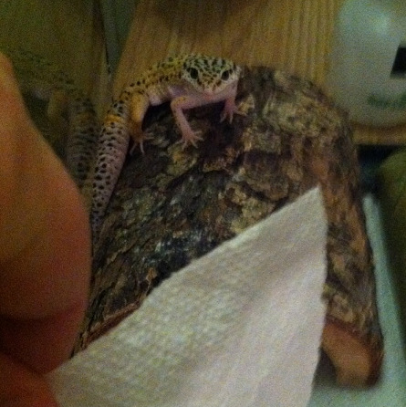 iwilleatyourenglish:  iwilleatyourenglish:  sometimes, when life gets particularly sad or hard, i remind myself that my leopard gecko begs at the glass when i’m ripping paper towels and then runs to the top of his log in anticipation of me putting a