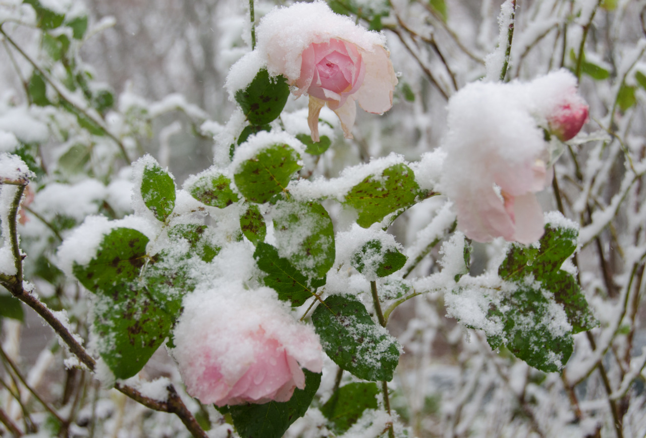iseultsdream:  First snow, Tues Nov 12 - in the garden - pink roses