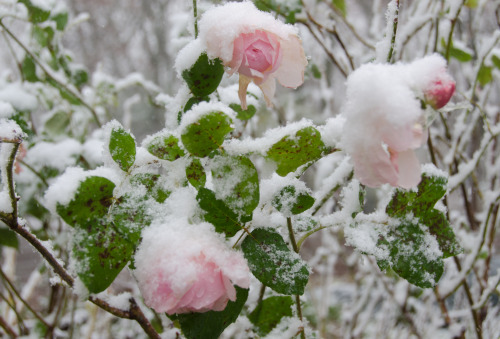 iseultsdream:First snow, Tues Nov 12 - in the garden - pink roses