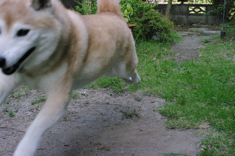 SHEEBS