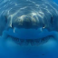 sharkshowdown