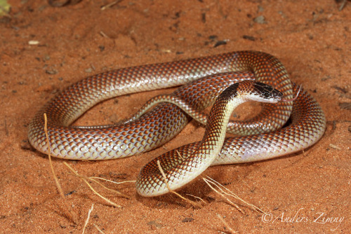 lovingexotics: Orange-Naped Snake Furina ornata Source: Here