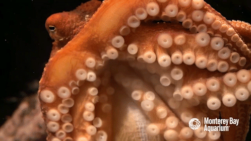 montereybayaquarium:montereybayaquarium:The toe’s nose knows! Walking a mile in an octopus’ suckers 