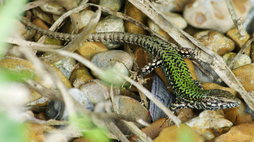 Just wrote a blog-post about my recent wall-lizard watching expedition to Shoreham. Click through fo