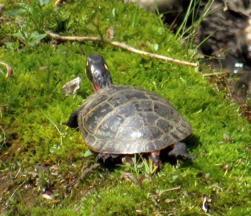 Eastern painted turtles I saw yesterday, Chrysemys picta. It was a good day for basking in the sun.
