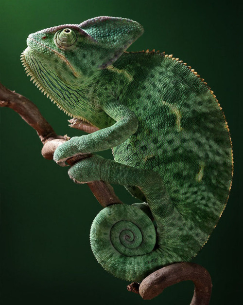 odditiesoflife:10 Wild Facts About Chameleons1 — Changes in light, temperature or emotion can prompt
