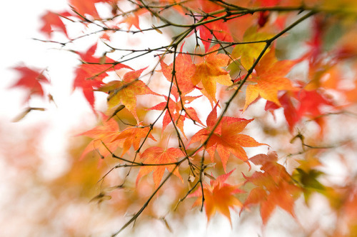 Autumn&rsquo;s coloured canvas by Jacky Parker Floral Art on Flickr.