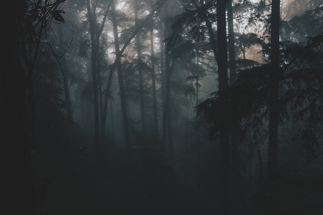 spudthesoundguy:Are we out of the woods yet? Portland, Oregon. November 7th 2014
