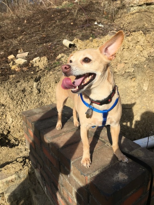 we went hiking a couple weeks ago (when it was actually nice out!) with my best friend and her lab/d