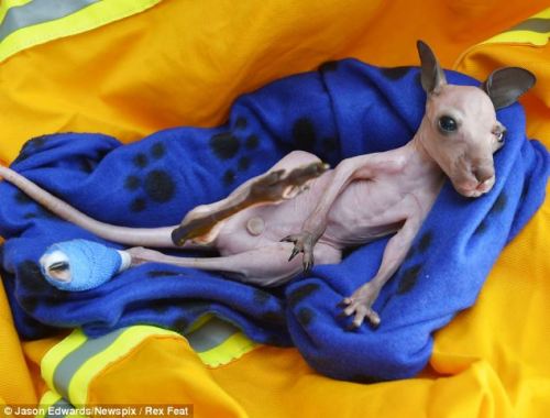 magicalnaturetour:  Blue Gum the baby kangaroo bounces back to life after he was pulled from dead mother’s pouch during bushfires.  : Blue Gum will be cared for at the wildlife center for two years. In the wild he would have stayed in his mother’s