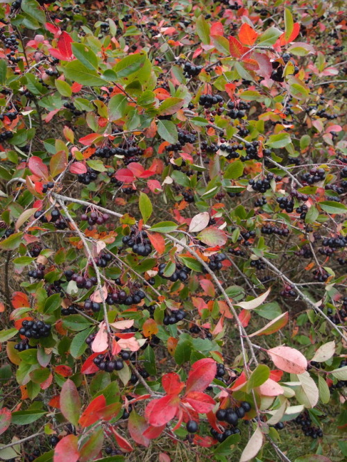 Aronia mitschurinii