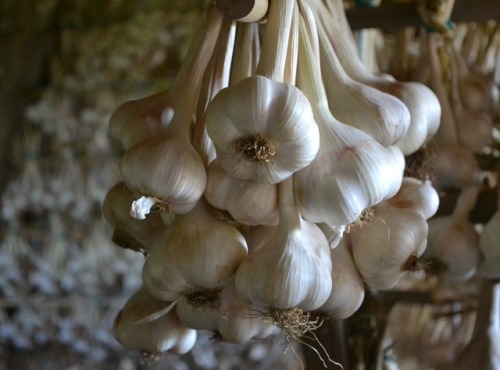 unicornvibration:Garlic up to dry 