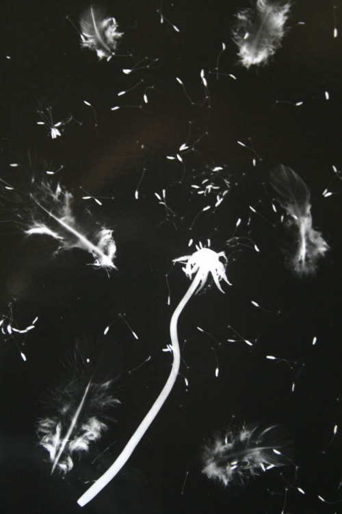 kuplenko:  FDA  Fine Art FA40002 Photograms of Natural Objects. This technique has made me think about placement, pattern and design in the natural world and how this could translate into paintings, sculpture and other mediums, I like the other worldly