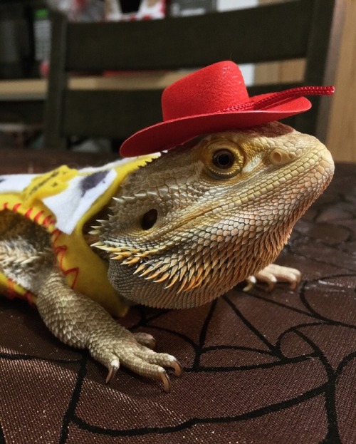 bazesleftboob:There’s a snake in my boot!