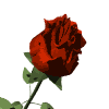 bleed-thru:  corny rose gifs. I wonder if people actually think these are romantic?