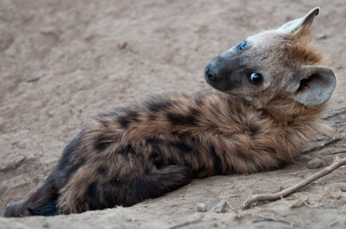 Hyaena Pup (by africadunc)