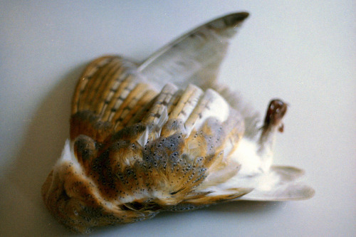 rawspecimen:film (by lafillerenne)
