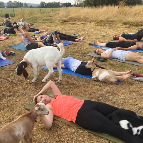 Sex yourdailygoat-blog:  So…I had Goat Yoga pictures