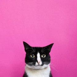 miss-mandy-m:  Princess Cheeto the cat photographed