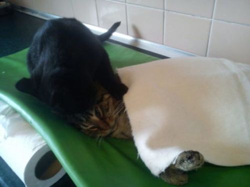 animalshugging:cuteness–overload:The incredible nursing cat: Rademenesa was diagnosed with an inflam