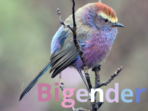 Evenenen MORE Flag Birbs