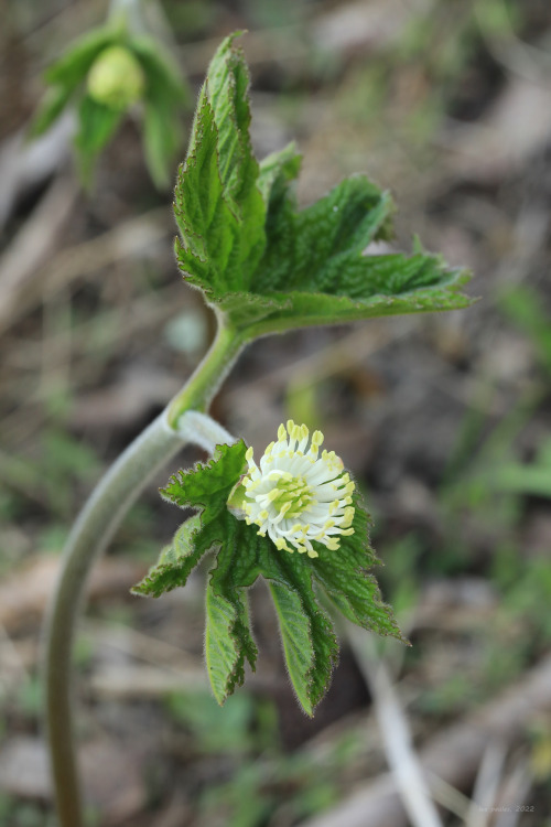 Goldenseal (Hydrastis canadensis), is one of Appalachia’s most storied medicinal plants, 