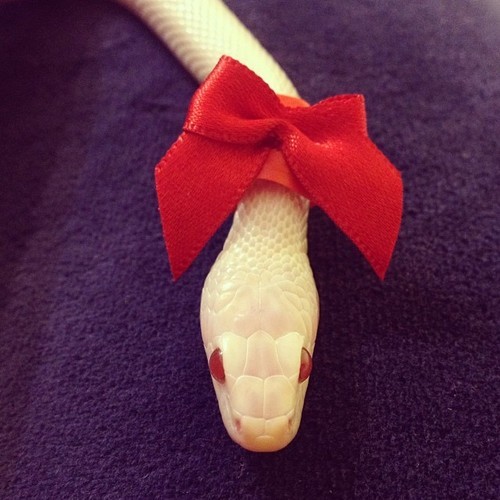 fuckyeahcornsnakes:  -submission- My Dexter looking so fancy! 