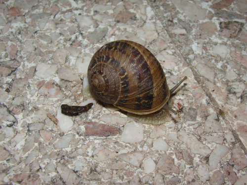 Los caracoles también hacen caca. Estaba super caluroso, pero el bicho se mantenía re frío.