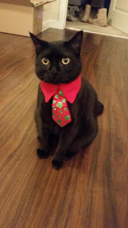 catsbeaversandducks:Successful Business Cats Who Have a Message for You“Bad news. I need you to work on Caturday.”Photos via Cats in Business Attire