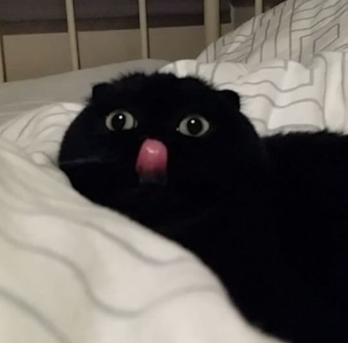 blep