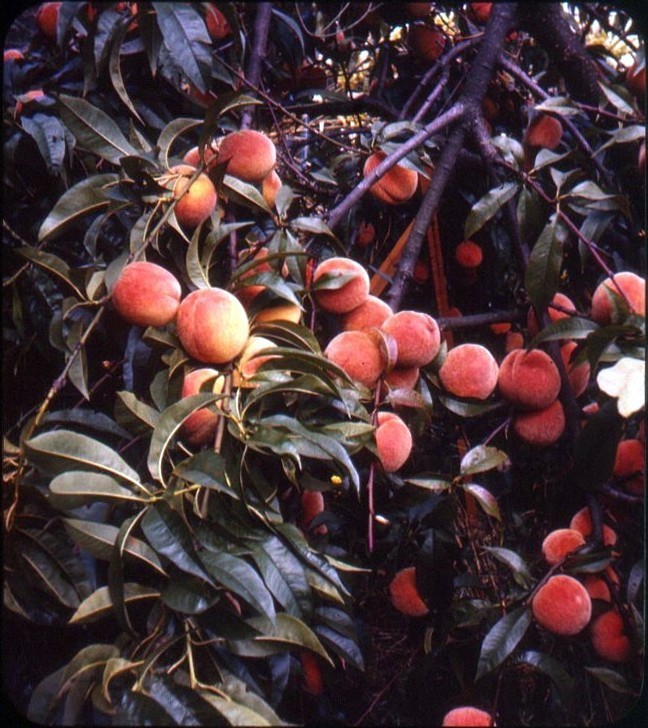 twoseparatecoursesmeet: Peaches, 1955 Bruce Thomas 