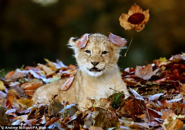 The ferocious beast and the pile of leaves. Karis is an 11 week old lion cub, born