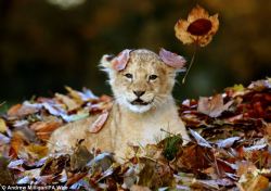 The ferocious beast and the pile of leaves. Karis is an 11 week old lion cub, born in September this year. &ldquo;Staff at the Blair Drummond Safari Park, near Stirling, Scotland, had been raking up the leaves to keep the attraction tidy, when Karis&rsquo