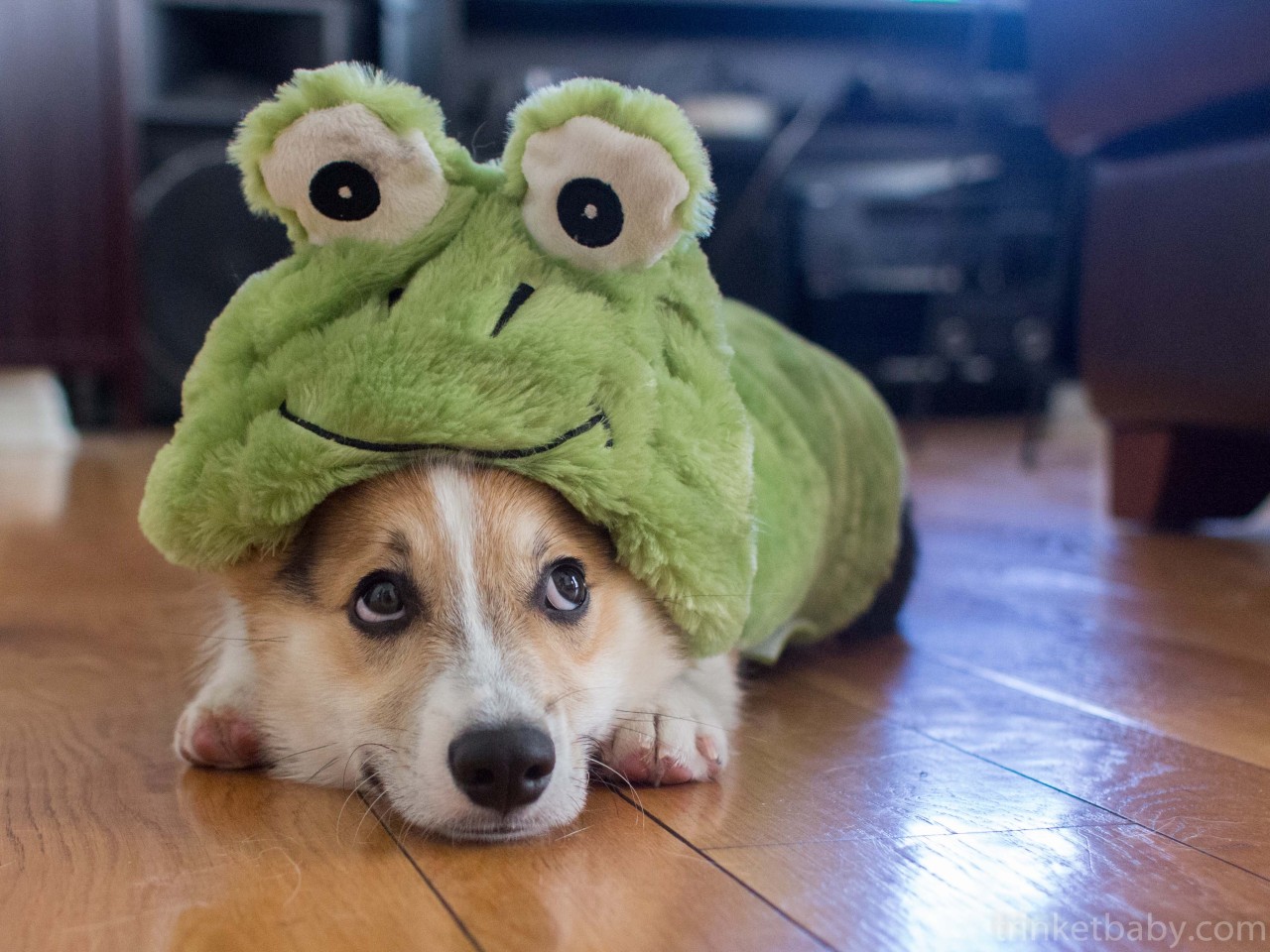 trinketbaby:  Trigger the frog