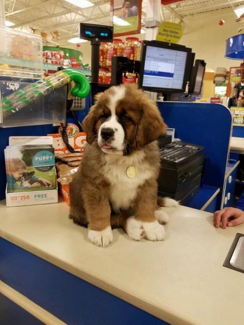 doggos-with-jobs:  11 month old Saint Bernard at Petsmart