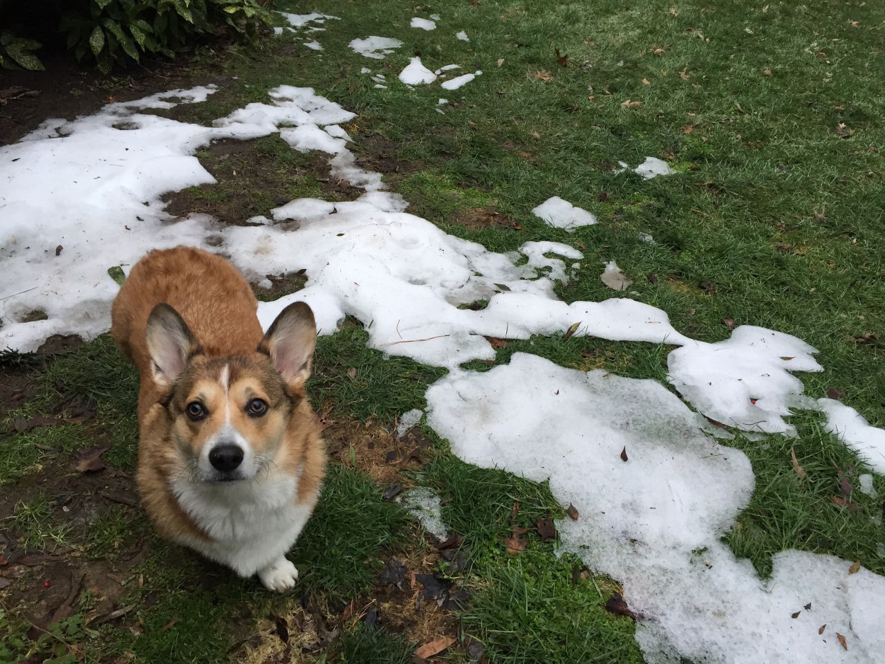 But… Maaahm… Where did all my snow go?