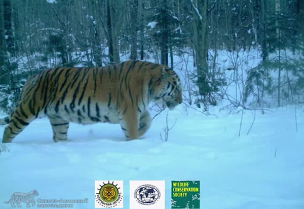 rhamphotheca:Tiger family photo surprises scientists by Jeremy HanceIn a frigid