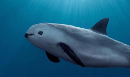 It’s vaquita week here at EDGE!  Join us for a week of facts about the sweet-faced and ex