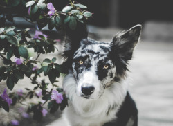 Endeavorsofego: Hello Tumblr, I’d Like You To Meet My Border Collie, His Name Is