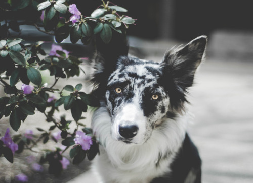 endeavorsofego:Hello Tumblr, I’d like you to meet my Border Collie, his name is Ego. You can follow 