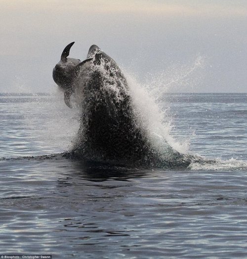 0rcinus0rca:  paleosteno:  dakotaismyboyname:  mockingnerd:  blackfishsound:  via Transient killer whale Research blog by Josh McInnes ©:  Probably the greatest photo of a transient killer whale ever taken hunting! Mexican coast transient chased